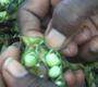 Geleta Turnquest shells pigeon peas to make peas'n'rice