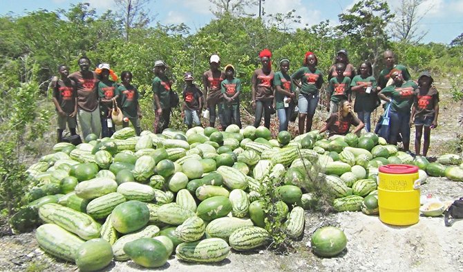 Watermelons harvested by island stewards.