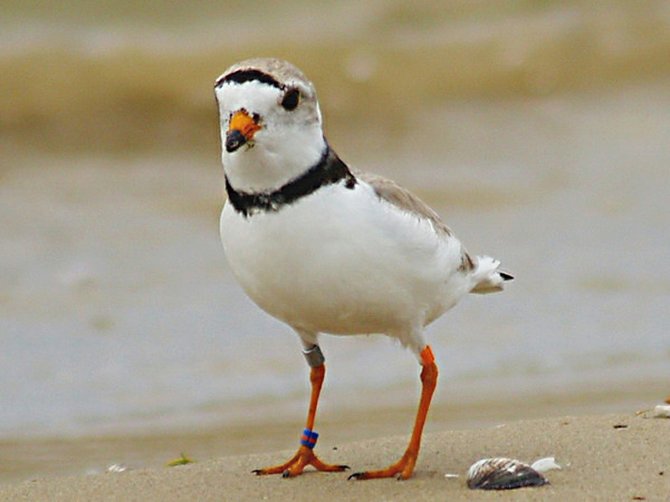 A male Piping Plover
