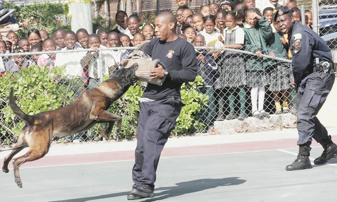 Mabel Walker Primary School students watch the demonstration by the K-9 unit of the Royal Bahamas Police Force at Mabel Walker Primary School yesterday morning.Photo: Kyle Smith/Tribune Staff
