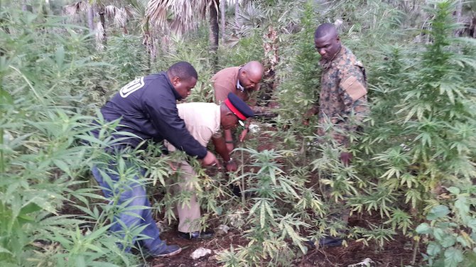 Police discover thousands of marijuana plants