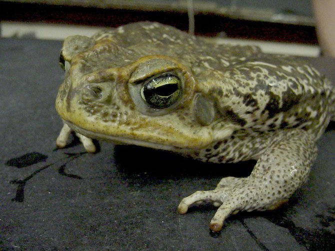 A cane toad. (file)