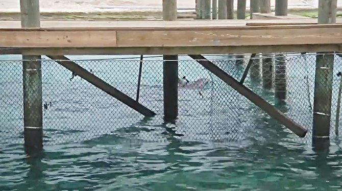 One of the dolphins in captivity at Blackbeard’s Cay. 
