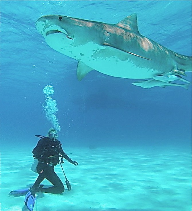 Bahamas has one of the most sharkinfested beaches in the world The