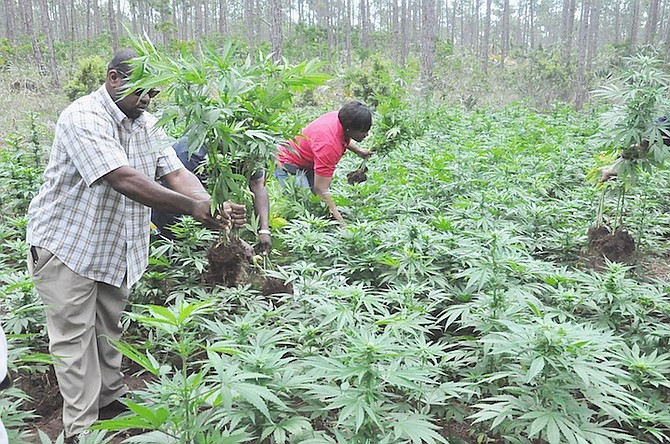 Officers pulling out marijuana plants in a field in East Grand Bahama last year.