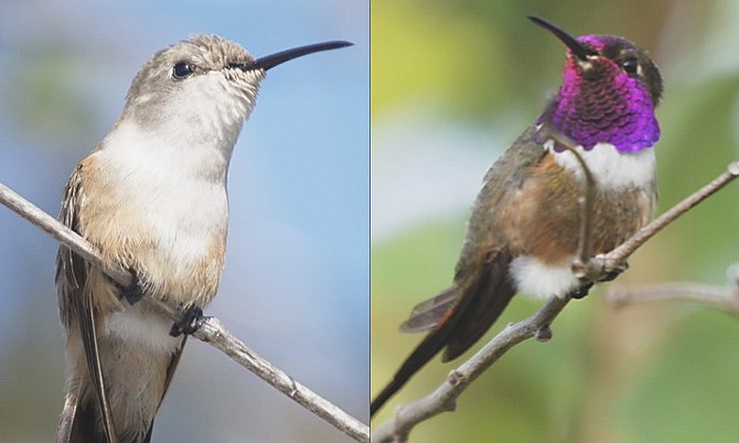 The female Inagua Woodstar (left) and the male. Photos: Neil McKinney