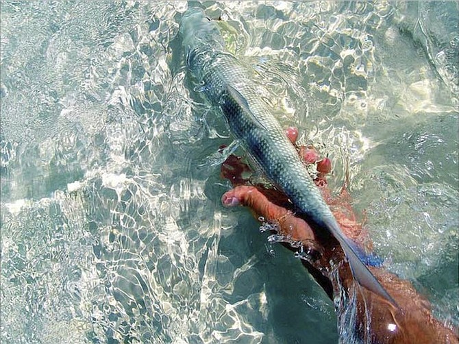Bonefishing in the Bahamas.	Photo/Vince Tobia