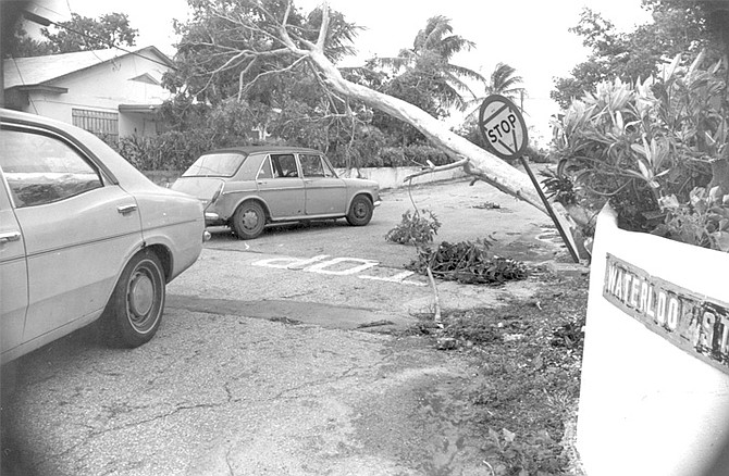 A fallen tree blocks the road in Nassau after Hurricane David in 1979.
