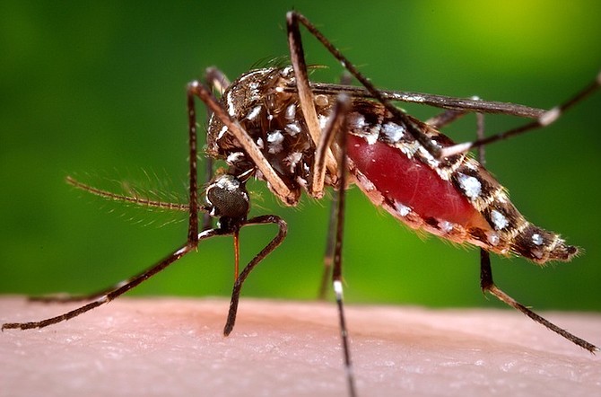 This 2006 photo provided by the Centers for Disease Control and Prevention shows a female Aedes aegypti mosquito in the process of acquiring a blood meal from a human host. On Friday, U.S. health officials are telling pregnant women to avoid travel to Latin America and Caribbean countries with outbreaks of a tropical illness linked to birth defects. The Zika virus is spread through mosquito bites from Aedes aegypti and causes only a mild illness in most people. But there’s been mounting evidence linking the virus to a surge of a rare birth defect in Brazil. (James Gathany/Centers for Disease Control and Prevention via AP)
