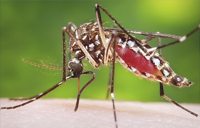 A female Aedes aegypti mosquito in the process of acquiring a blood meal from a human host. 
Photo/James Gathany/CDC