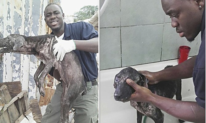 LEFT: The rescued dog after being pulled to safety. 
RIGHT: The dog was later cleaned up by rescuers. 