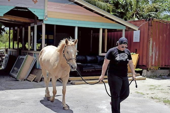 One of the horses is pictured being taken away by the Bahamas Humane Society. 