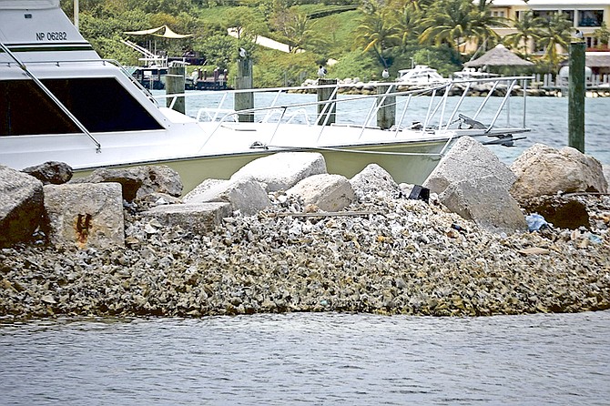 Discarded conch shells pictured on Montagu fish ramp. Photo: Shawn Hanna/Tribune staff