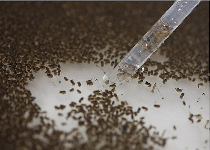 A technician from the British biotec company Oxitec, inspects the pupae of genetically modified Aedes aegypti mosquitoes, a vector for transmitting the Zika virus, in Campinas, Brazil. (AP)