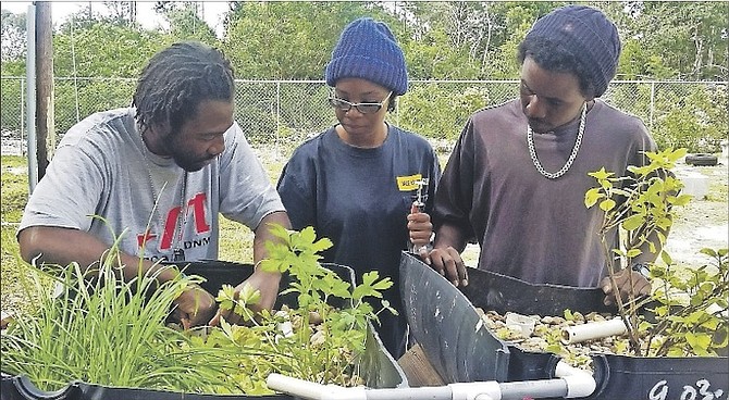 Cameron Lightbourne demonstrates how to remove debris from the tutorial aquaponics unit during a class in Pond, Tank Management. Also pictured are recent BAMSI graduate Gimel Morley (centre) and senior BAMSI student Ian Hepburn.
