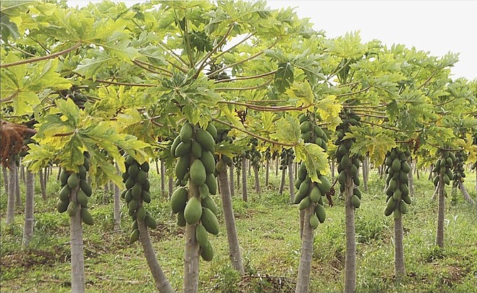 The farm at BAMSI.