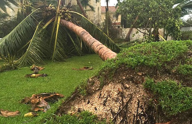 The scene of devastation in Kim Aranha’s garden at Lyford Cay on Thursday.