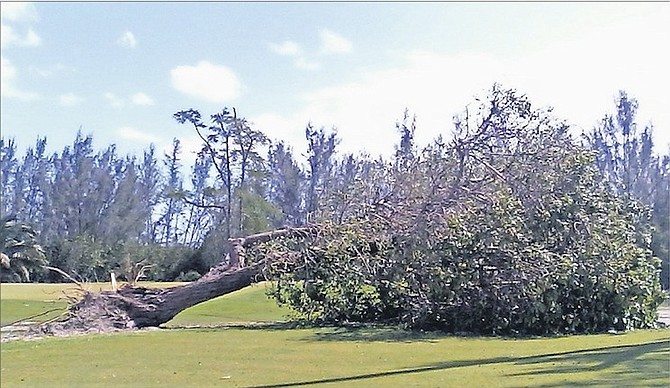 THE AFTERMATH: A large tree blown over at the Bahamas Golf Federation’s Driving Range.
