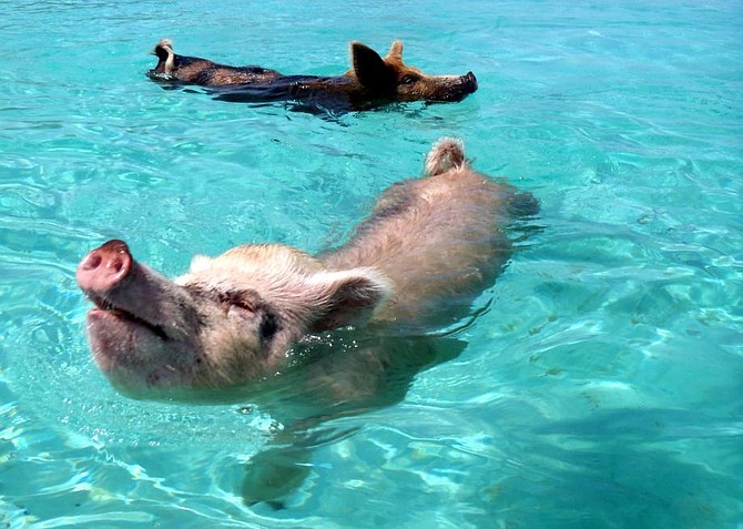 The swimming pigs of Exuma are world renowned as a Bahamas tourist attraction