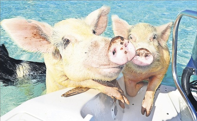Some of the swimming pigs in Exuma. Concerns have been raised after several of the pigs were found dead. 