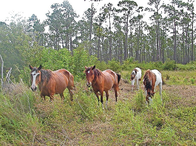Some of the wild horses in Abaco.