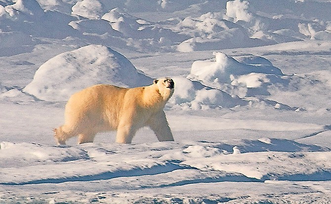 From the poles, such as in this picture where a polar bear walks along the ice flow in Baffin Bay above the Arctic circle, to the shores of The Bahamas, climate change is predicted to have a huge effect on the world we live in.