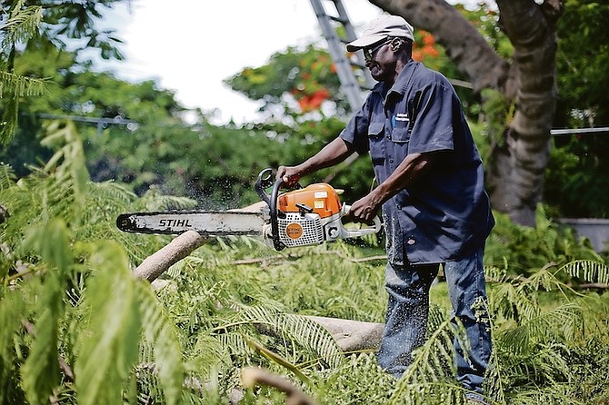 Trimming trees ahead of the possible arrival of Hurricane Irma. Photo: Terrel W. Carey/Tribune Staff
