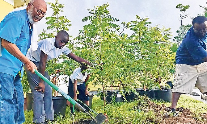 Save The Bays chairman Joe Darville and volunteers till the earth to plant neem trees to provide shade for the increasing number of domestic animals being taken to the Grand Bahama Humane Society.