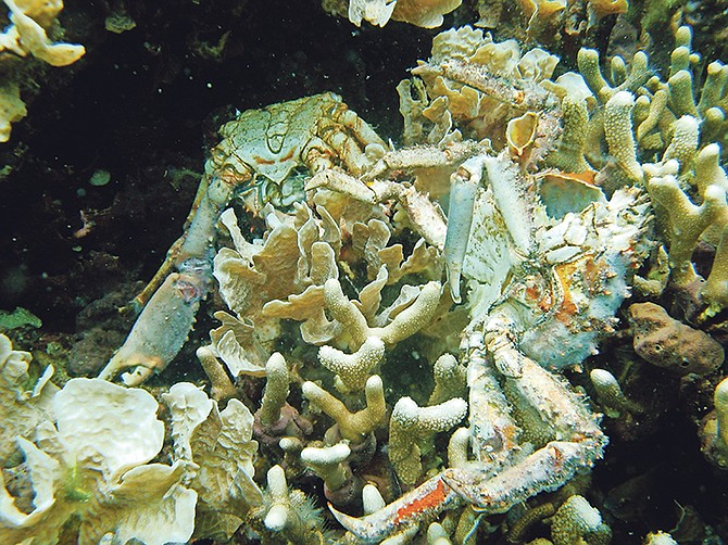 In this 2010 photo provided by the Smithsonian Institution, corals and crabs lie dead from low oxygen in Bocas del Toro, Panama. Bahamian experts have voiced concern for a number of ways in which local coral reefs can be affected, following new reports of a disease affecting reefs near Florida. Photo: Arcadio Castillo/Smithsonian via AP

 