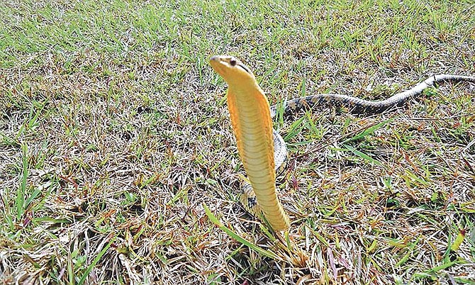 A Bahamian racer in threat display, flattening its throat skin. The BNT believes this kind of snake was mistaken on social media as a cobra. Photo: BNT Facebook page