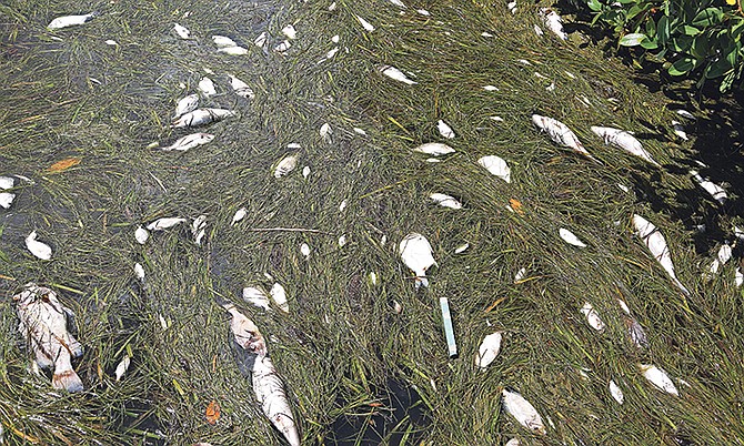 Dead fish line the mangroves on Anna Maria Island in Bradenton Beach, Florida, near the Cortez Road bridge on the inter coastal waterway. A bloom of red tide algae has swept in from Naples to Tampa, killing marine life.

Photo: Scott Keeler/Tampa Bay Times via AP