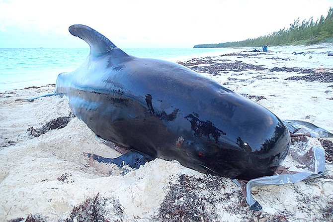 The body of a pilot whale that had been cut open in Abaco. After efforts to save the animal were unsuccessful, the young adult female pilot whale was laid to rest on the beach.