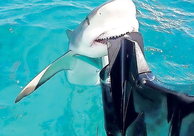 A LEMON shark pictured biting the motor of James Munroe's boat.