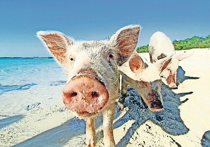 THE swimming pigs of Exuma are a big hit with tourists.