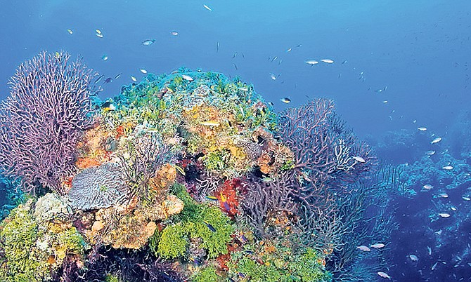 The beautiful coral around The Bahamas.