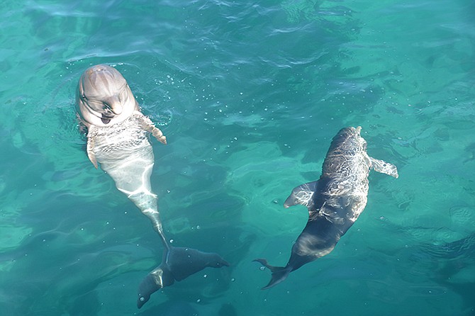 Duchess swims around with her mother, Princess.