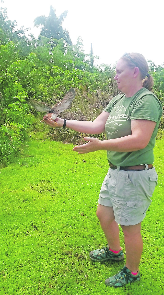 Bonnie Young releases an American Kestrel