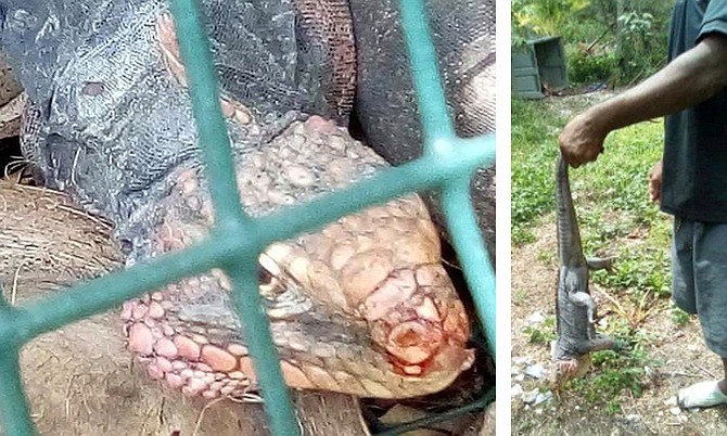 Endangered Rock Iguanas illegally caged and killed by poachers in Andros during lockdown.