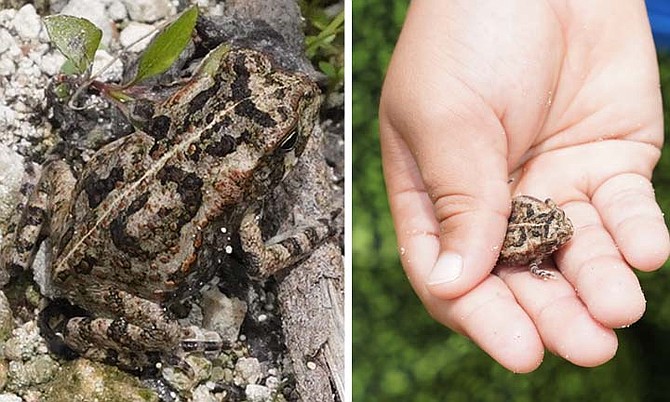 The toad can release toxins that are harmful to humans and can kill small animals.
Photos: Terrel W Carey Sr/Tribune Staff