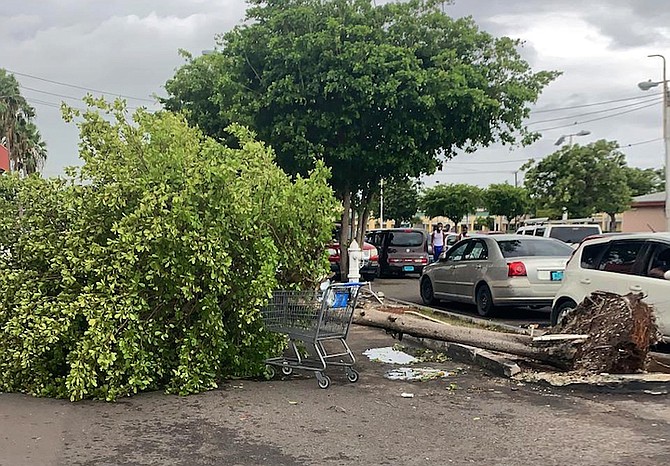 A fallen tree in the aftermath of Hurricane Isaias. Photo: Donavan McIntosh