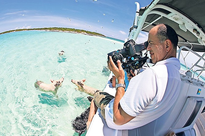 THE SWIMMING pigs in Exuma have found fame around the world - but tour operators are concerned that they now need help from the government to keep them fed.