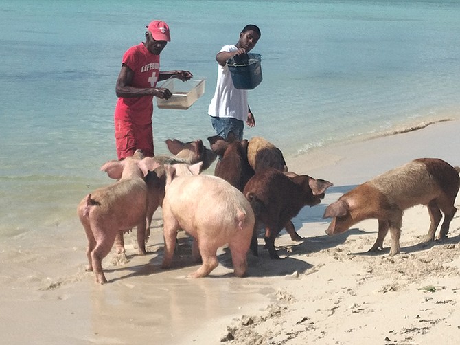 THE pigs being fed in West Grand Bahama.