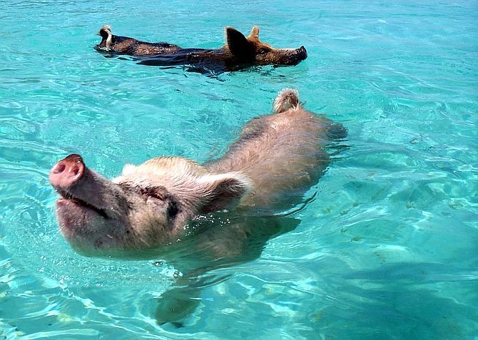 Exuma's swimming pigs.