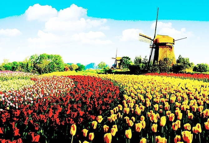 FIELD of tulips in The Netherlands.