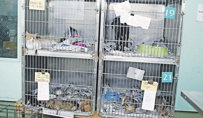 ANIMALS being taken care of at Bahamas Humane Society ahead of a storm in 2017. The centre presently has more than 300 homeless dogs and cats. Photo: Donavan McIntosh