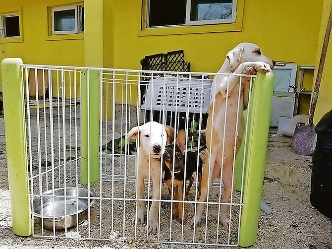 After losing almost everything apart from its buildings in Hurricane Dorian, the Humane Society of Grand Bahama is asking for help in its work. The shelter says it “has never received any financial support” from the government and lost more than 100 animals due to flooding in the hurricane.