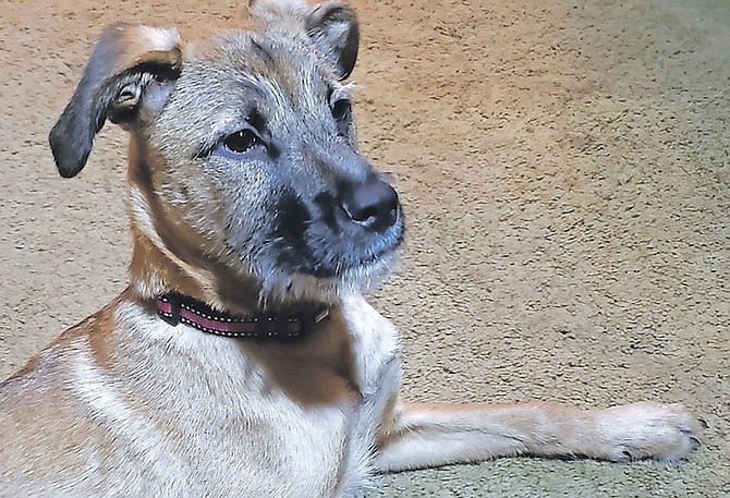 MALLORY, a potcake rescued after Hurricane Dorian in 2019.