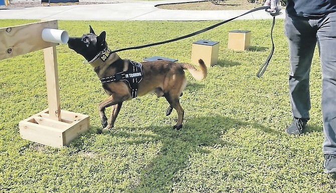 OSCAR, a three-year-old Belgian Malinois, is one of two dogs with the Dog World K9 Service that has been trained in COVID-19 detection. He is pictured at Edmund Moxey Park yesterday. Photo: Earyel Bowleg