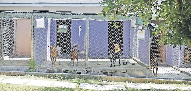 THE BAHAMAS Humane Society is holding an “adoptathon” for cats and dogs.