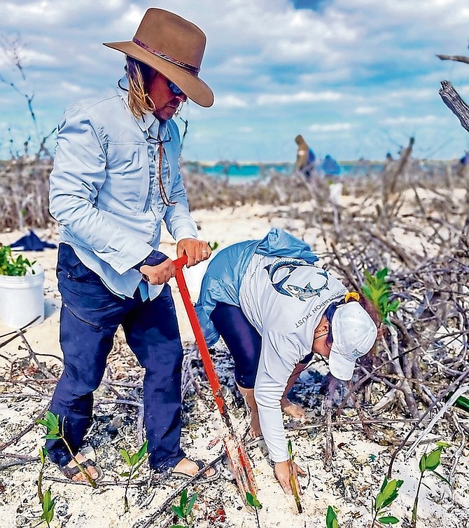 VOLUNTEERS digging and planting mangroves.